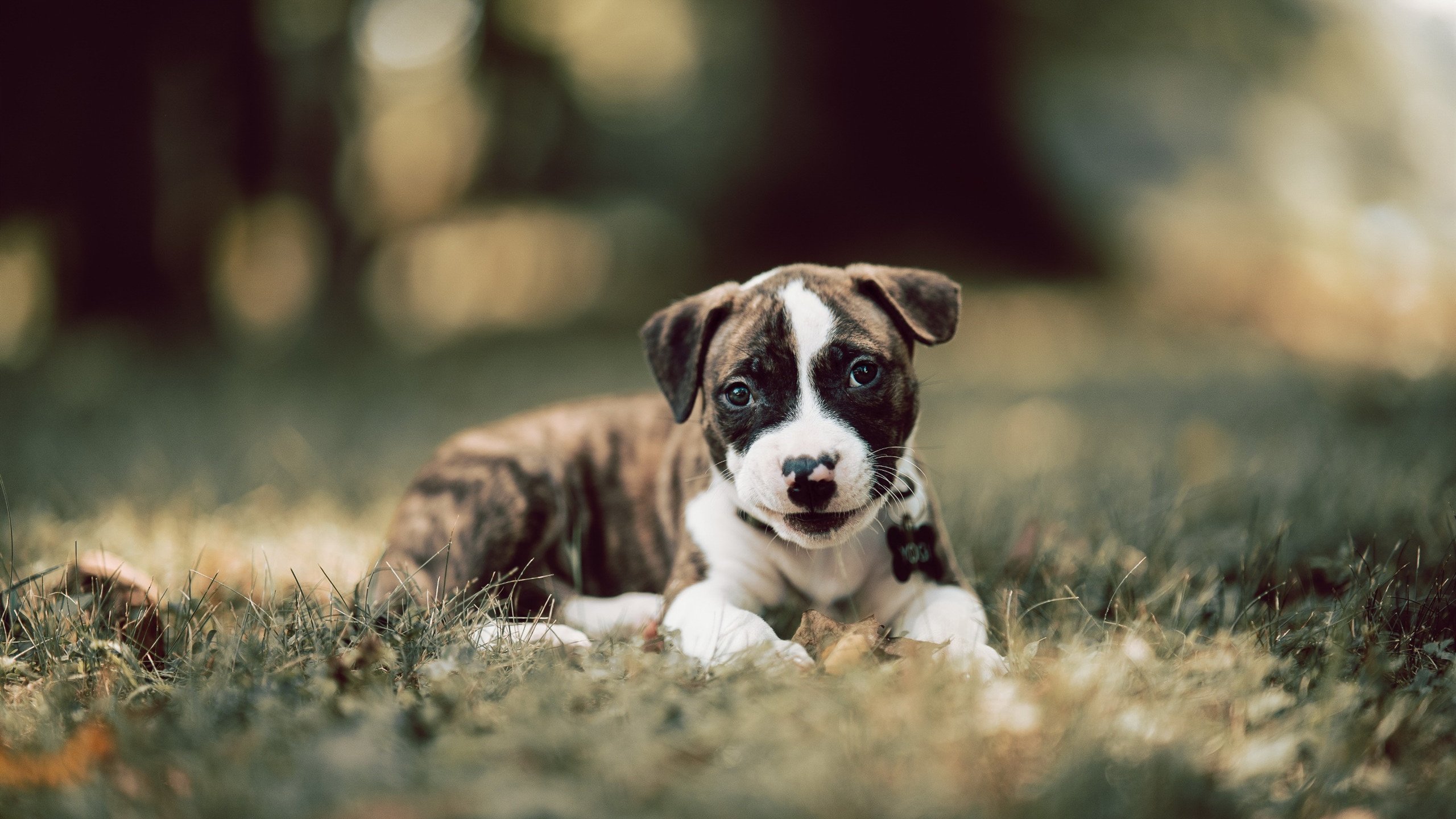 _东京国际公开赛:亚洲新星崭露头角_,东京赛事安排表