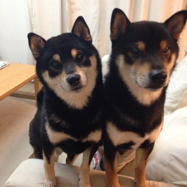 熊猫体育下载-“雪域疾驰：冰雪赛段的King赛场”，冰雪赛事视频