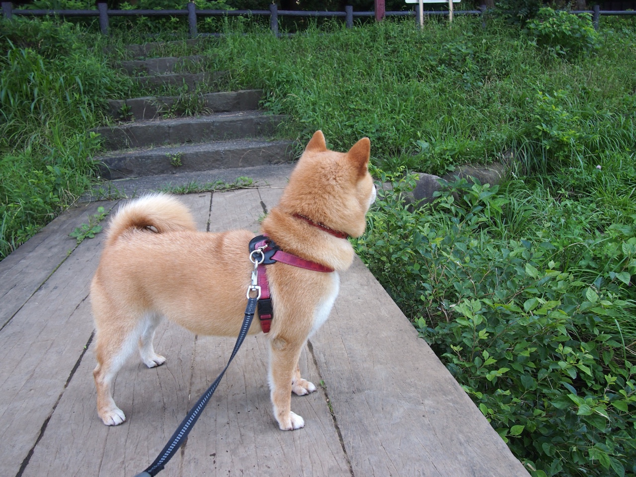 三分火力全开：北京队三分命中率突破42%！，三分大赛命中率最高的