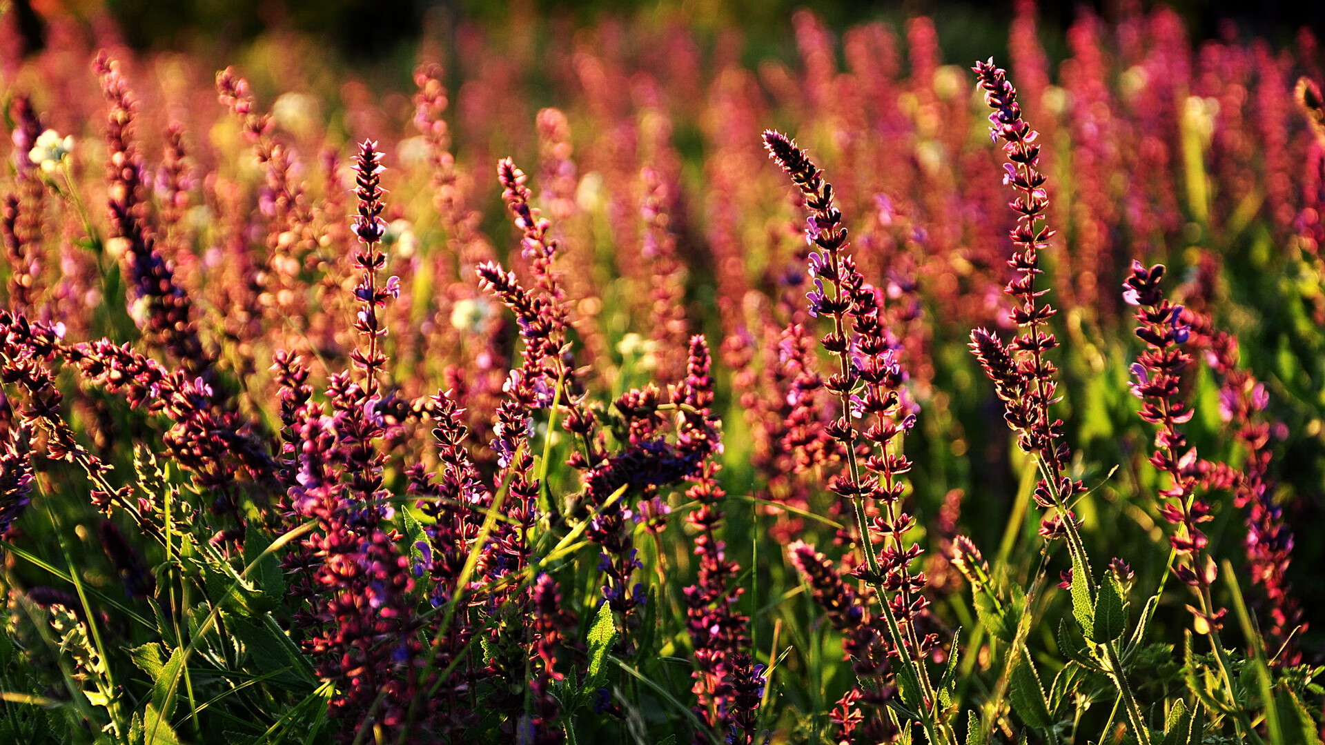 传奇球星的“人生第二春”，从退役到影响力巨大的故事，十大传奇球员