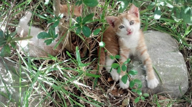 熊猫体育在线登录-全国青少年“篮球公益+教育”融合活动在南昌全面铺开，助力乡村振兴