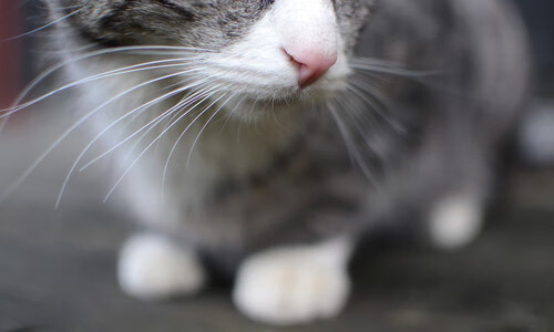 Panda Sports-全面解析：哪个战术体系最具杀伤力？，有哪些战术打法