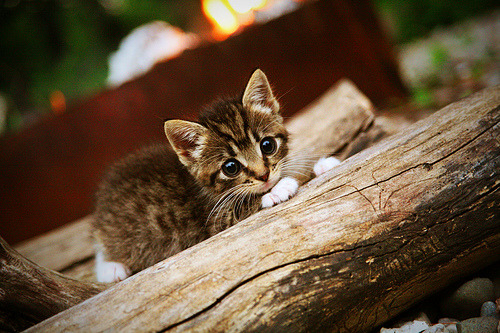 熊猫体育app下载-塞内加尔球迷入选“最具激情支持团体”榜首，塞内加尔球员阵容