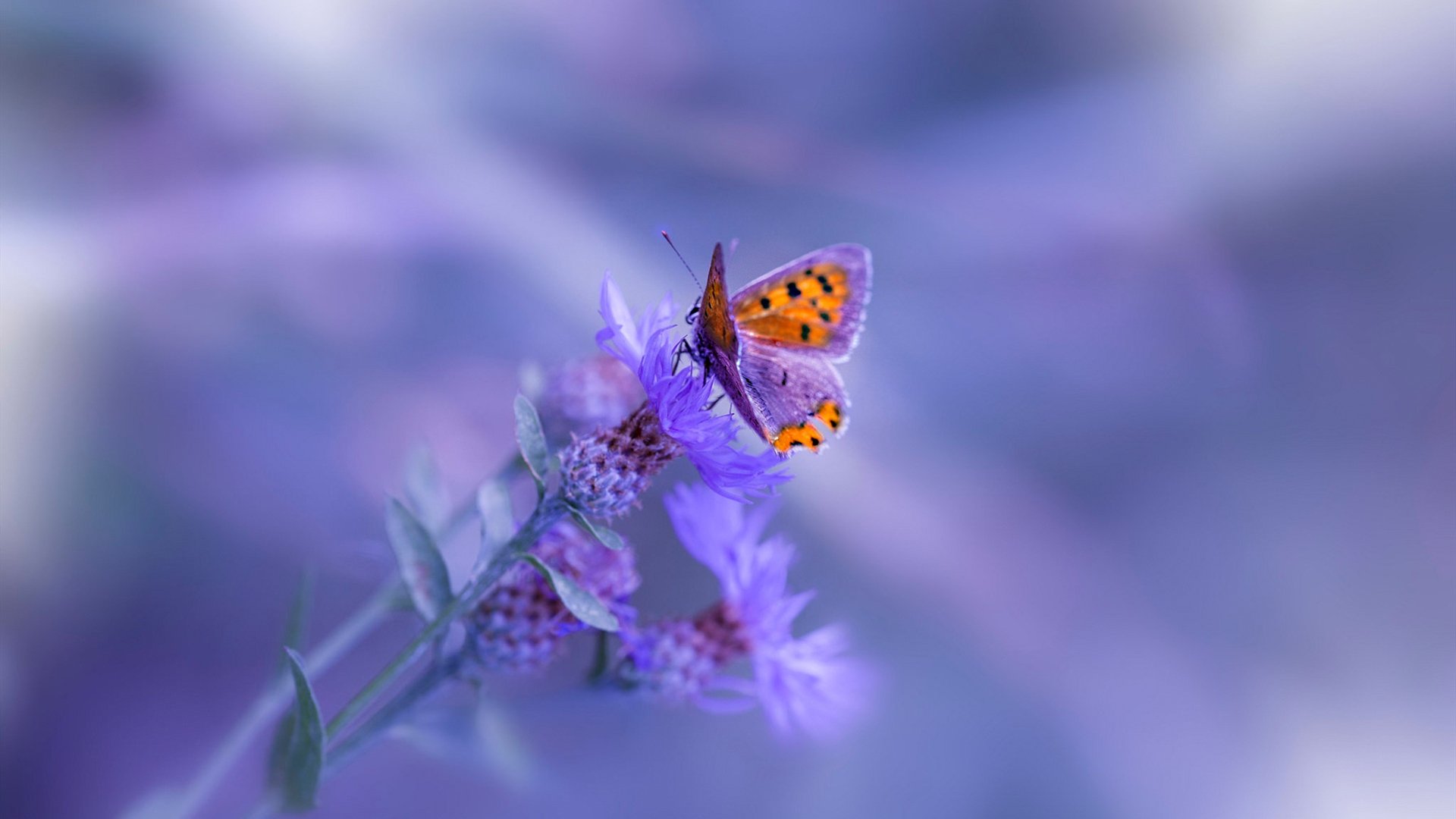 熊猫直播-巴西举办篮球明星见面会，巴西篮协