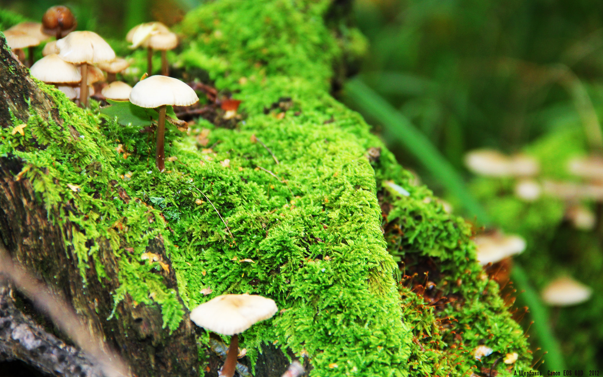 库里:三分球的“革命者”,引领NBA战术变革!,库里最经典的三分球