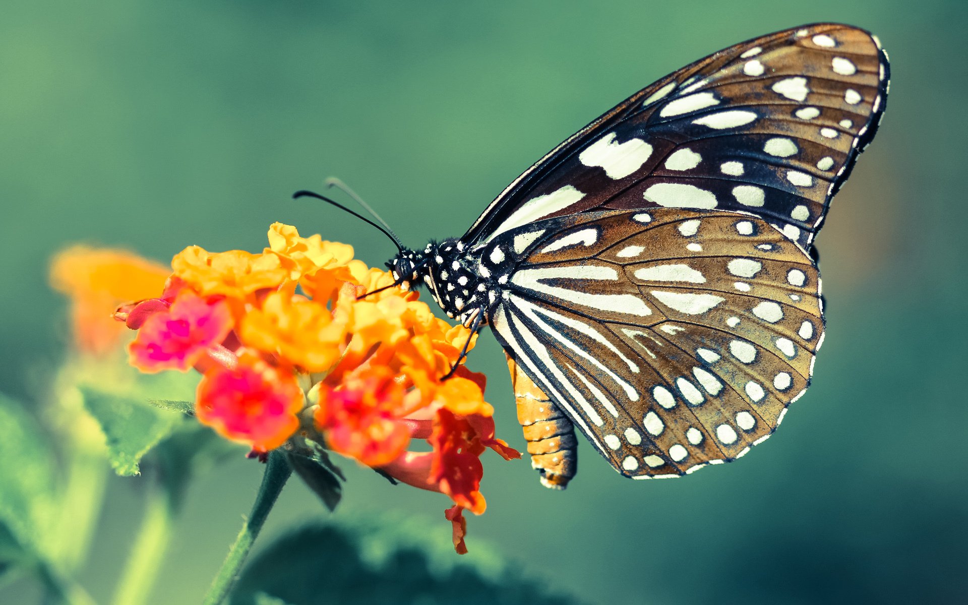 未来奇迹：联盟后起之秀崭露头角，一张图看懂未来联盟第一人, 现役第一人表示不服