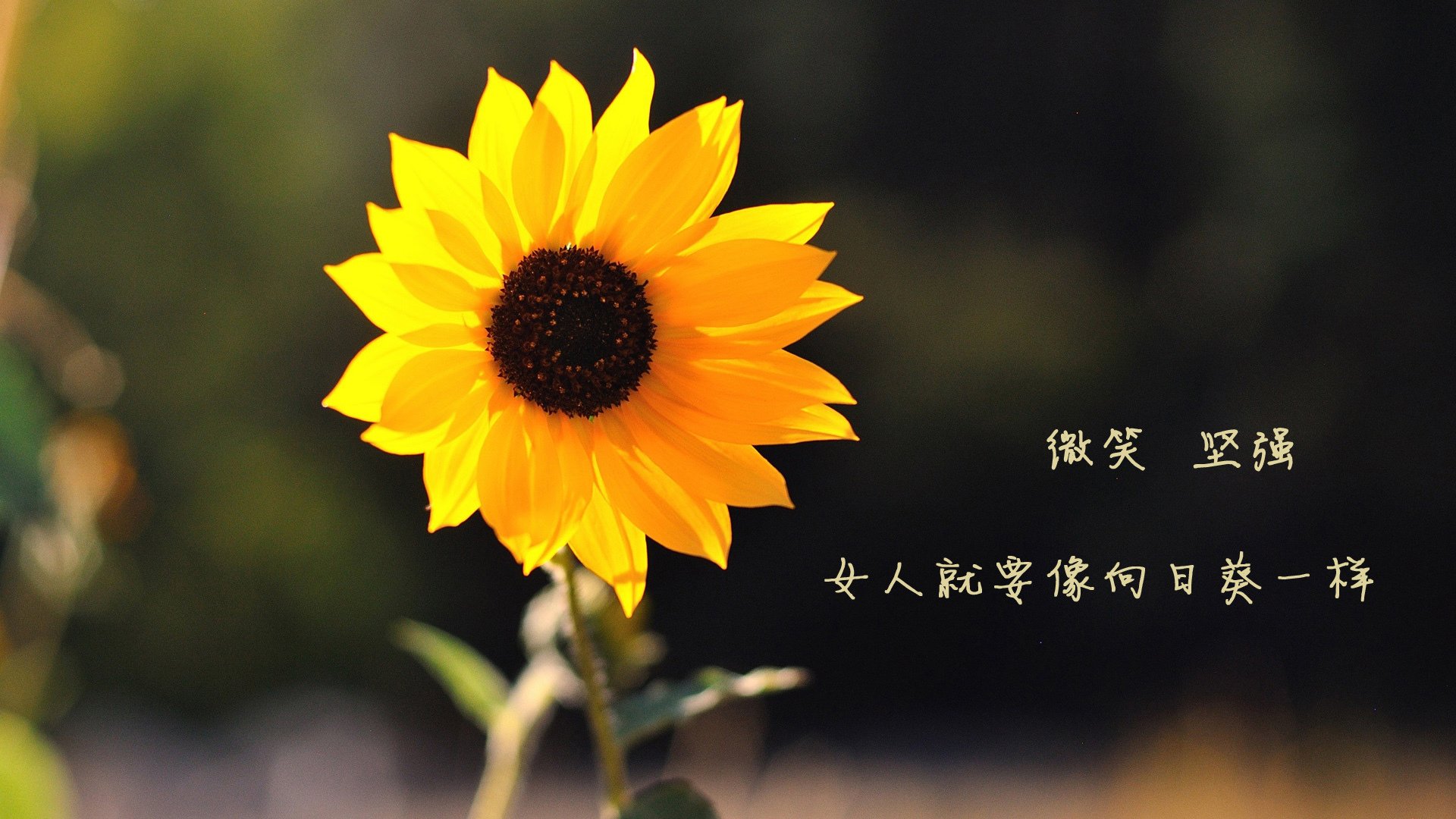 赛场风采:运动员的舞台表现和风采展示,运动员表演