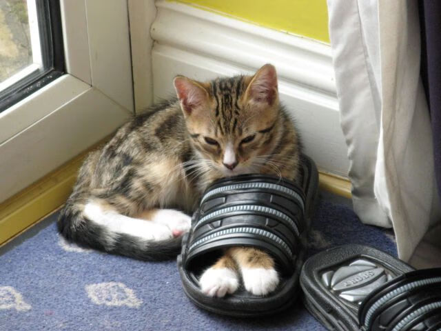 熊猫TV-金融创新助力中国足球经济快速增长，中国足球经济效益