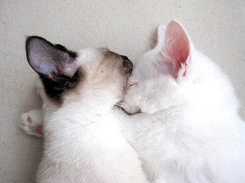 CBA球队新帅上任,带领球队冲击冠军荣耀,cba球队队员