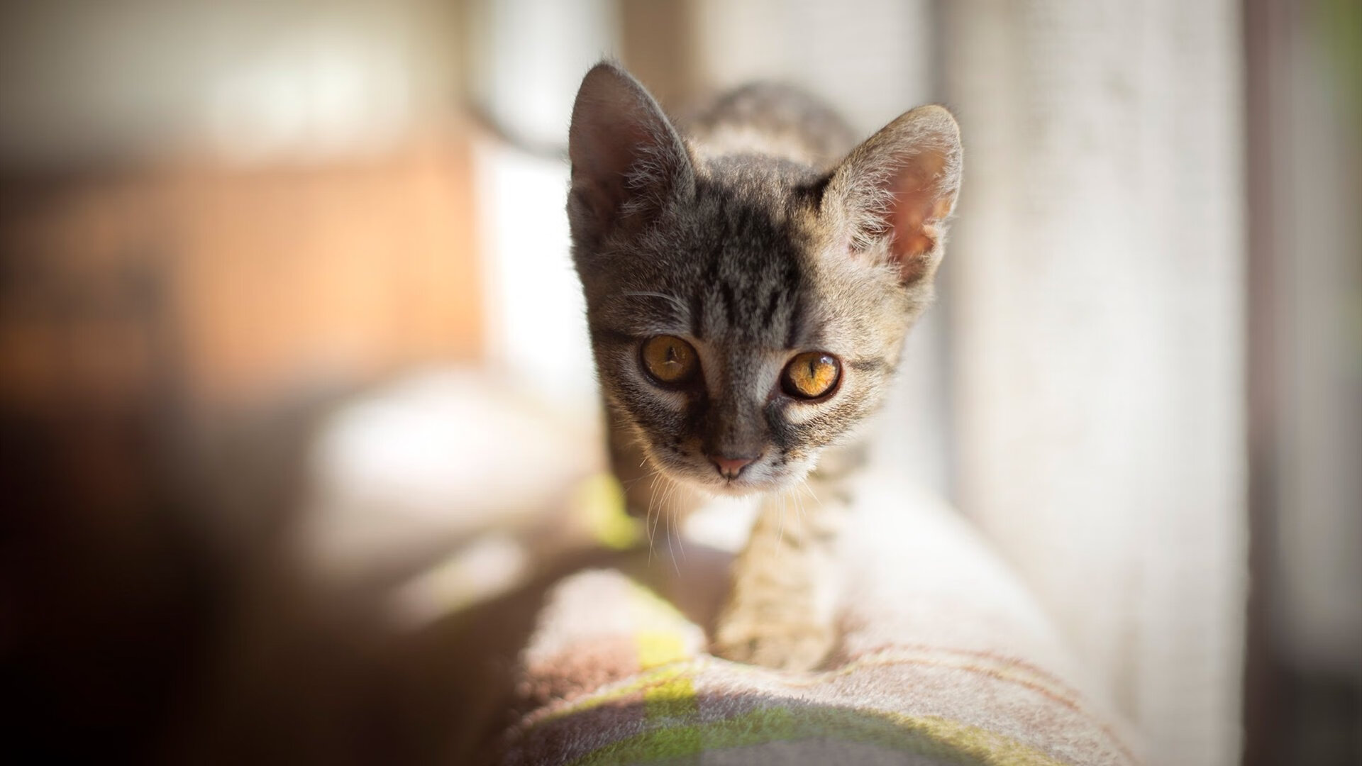 熊猫体育娱乐-主帅研究对手战术，寻找破解之道，什么叫主帅挑战