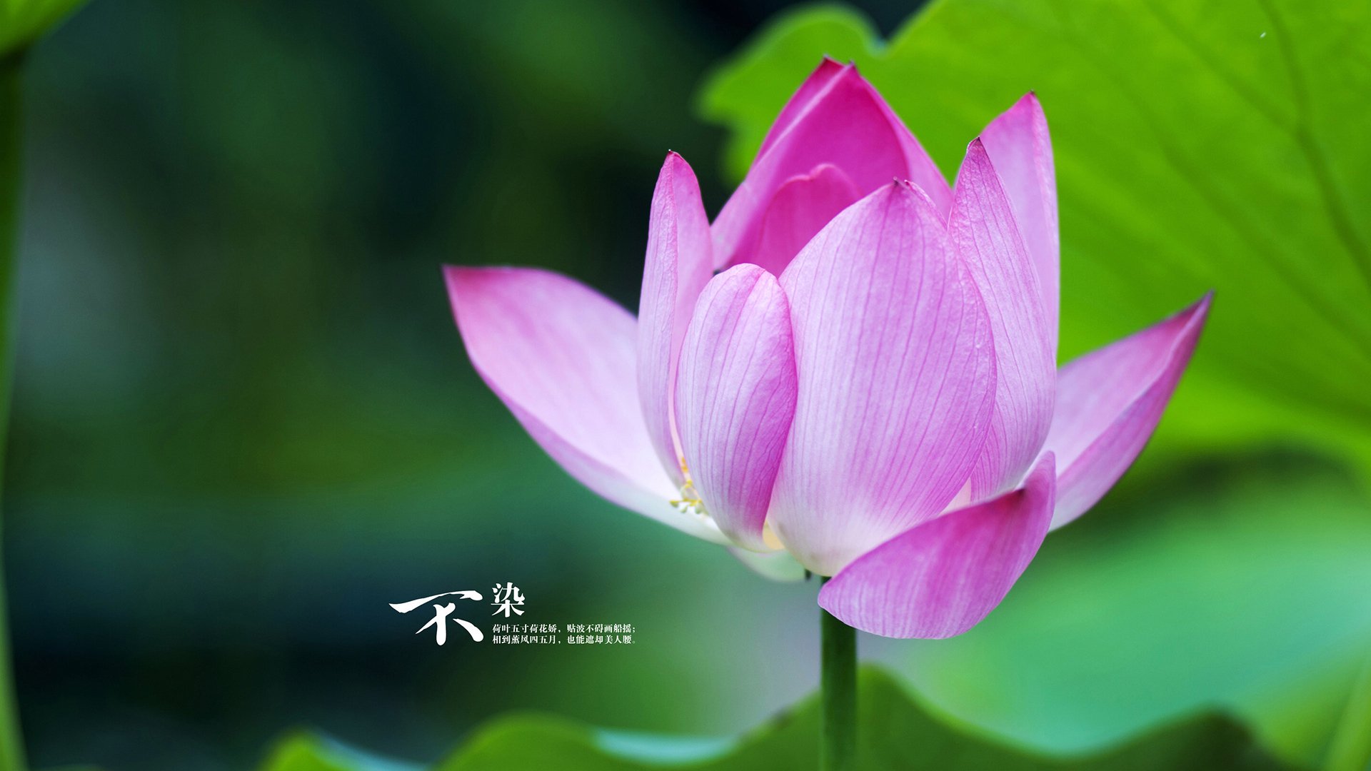 熊猫体育入口-北京国安锋线射手进球数攀升，北京国安前锋是谁