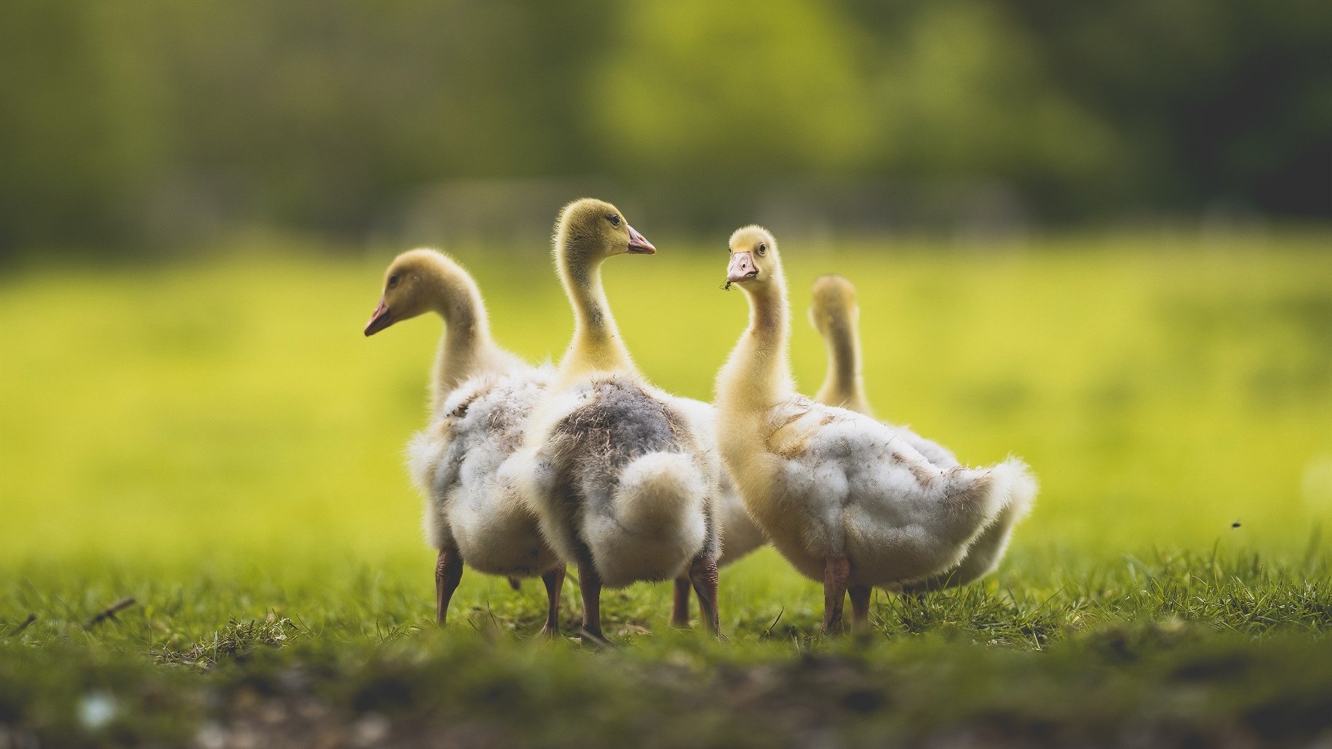 熊猫体育下载-唐卡斯特防线密集，贝尔维球场冲击连胜，卡尔唐斯身高