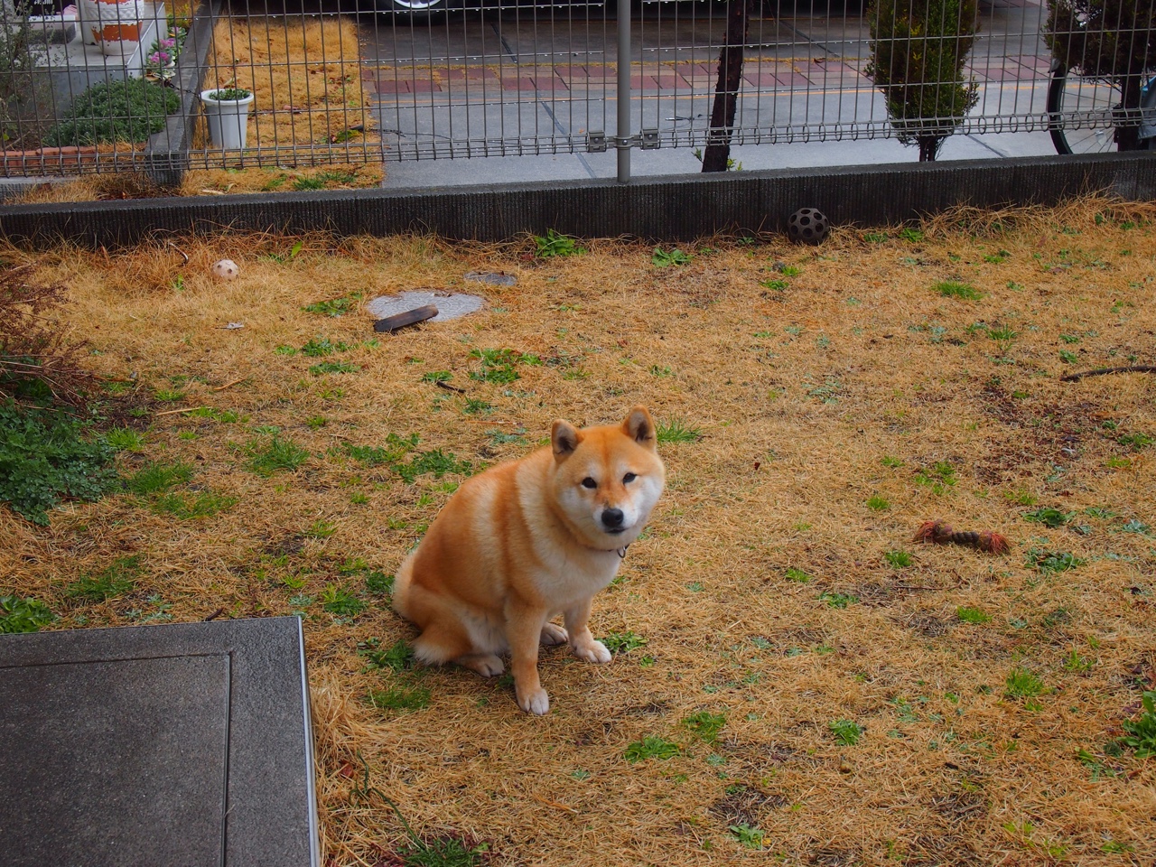 熊猫体育app官网-墨西哥门将雪地救球动作被国际奥委会点赞，墨西哥守门员