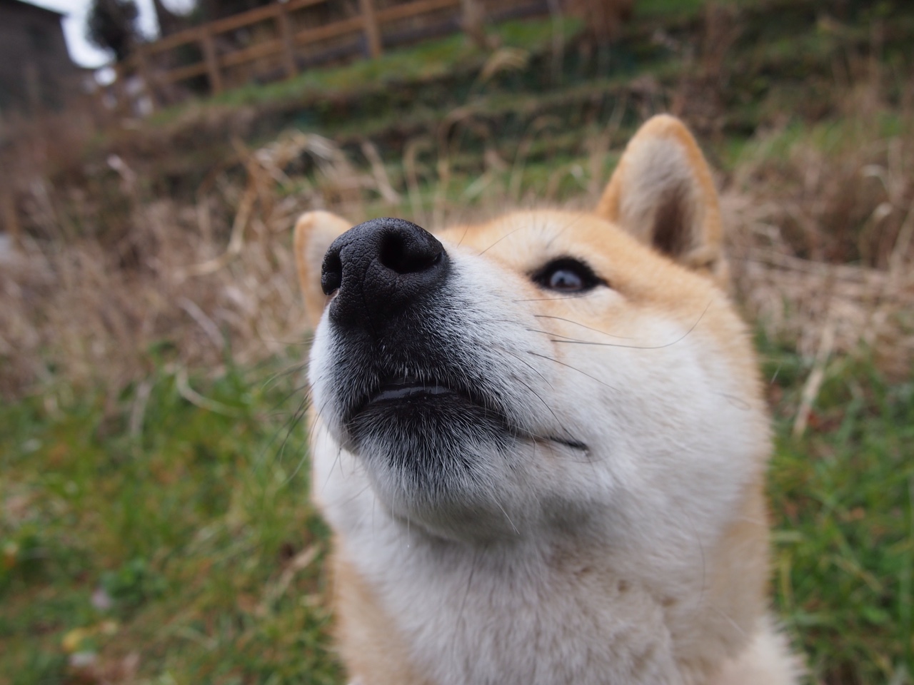 -梅斯球员状态神勇，多次攻破对手防线，梅斯主帅