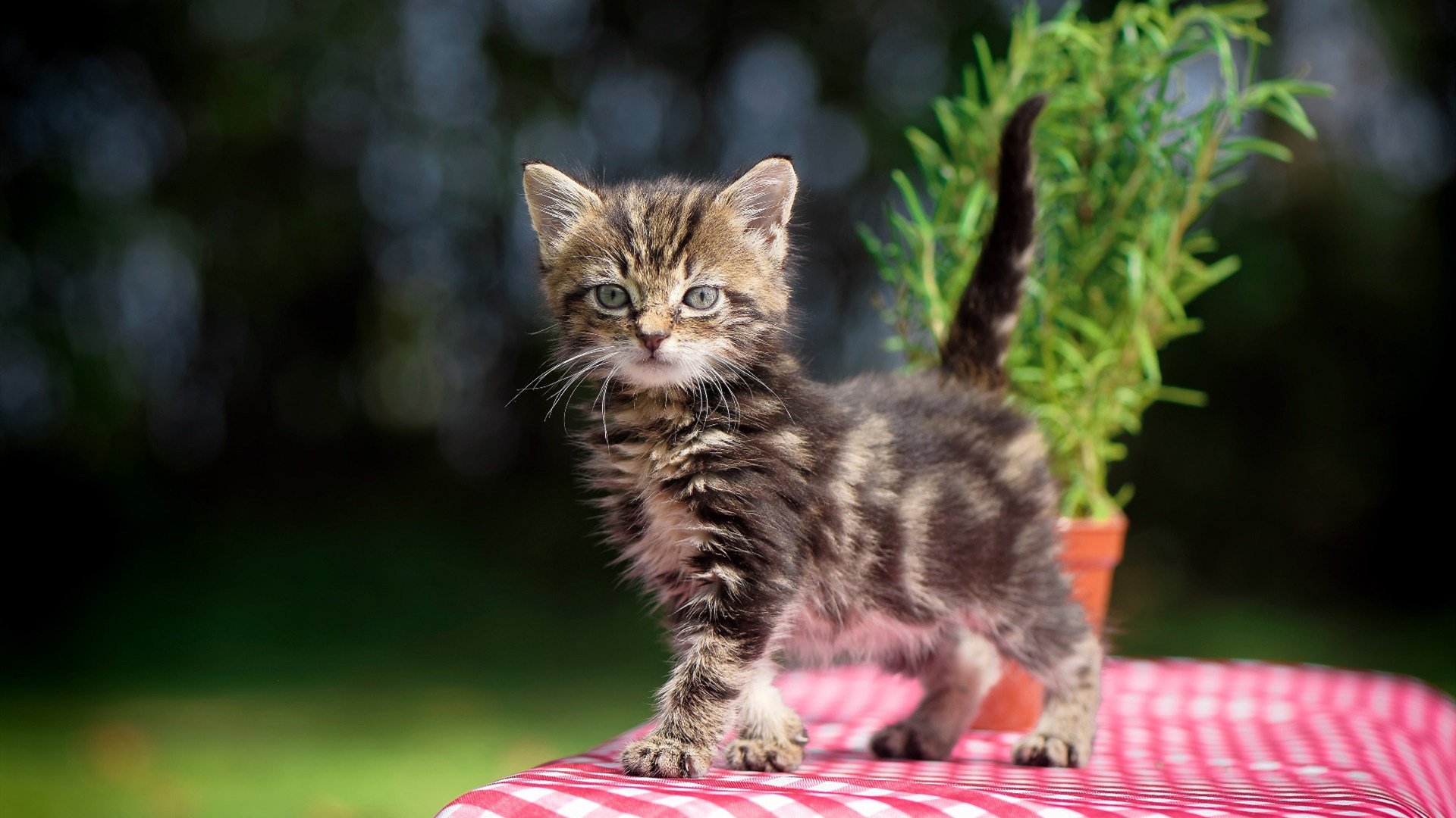 熊猫体育入口-热那亚不敌那不勒斯，滑落积分榜，热那亚对那不勒斯比赛预测