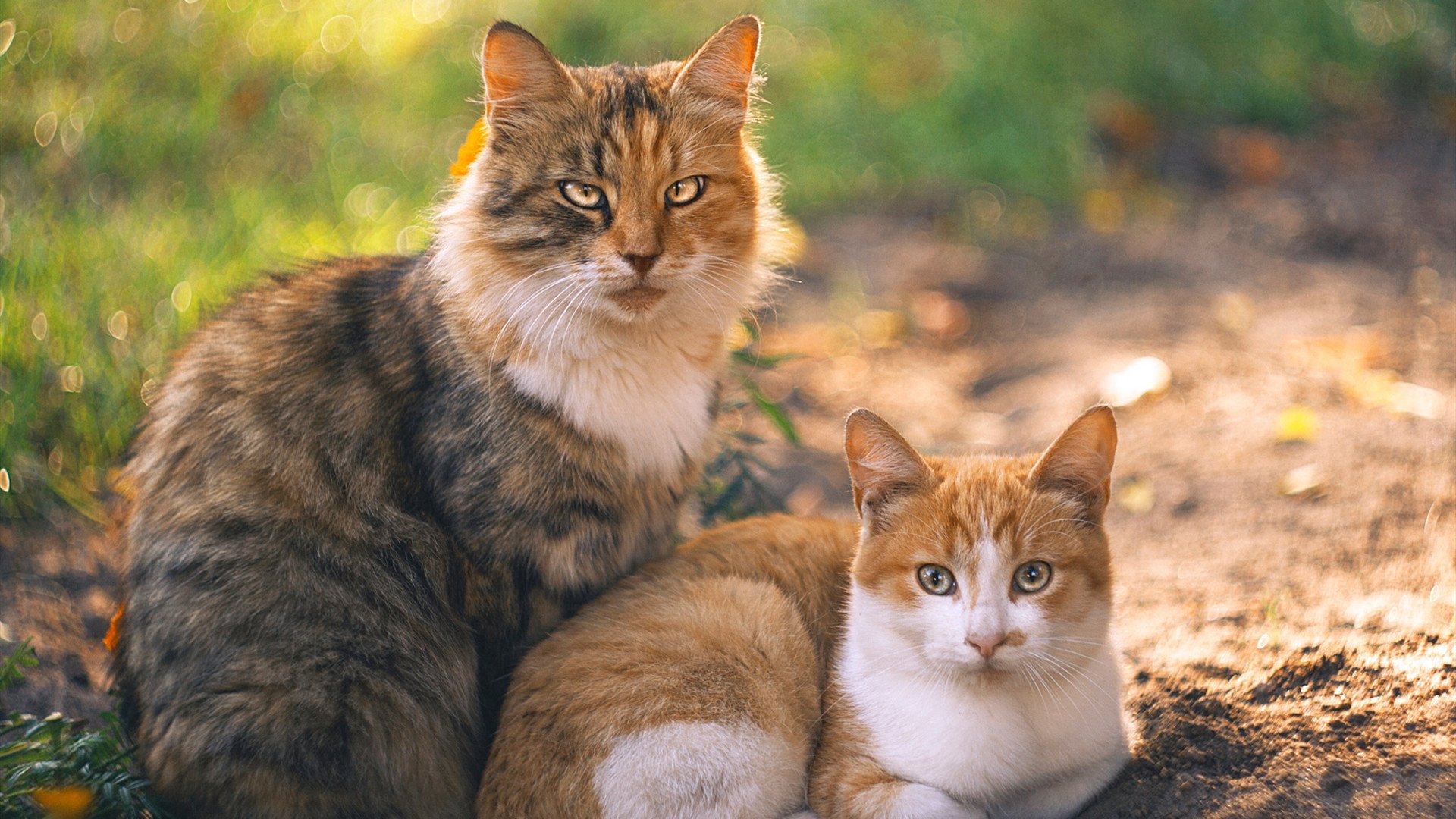 中美蝶泳稳定性评分连续三年提升，蝶泳中国