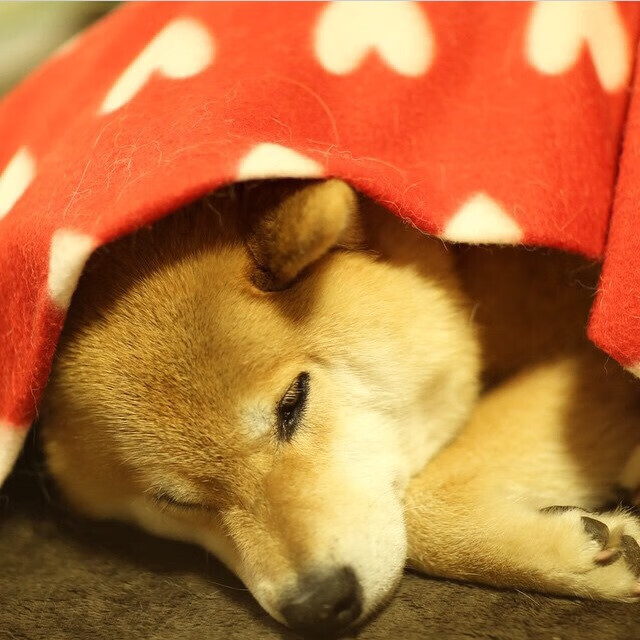 熊猫体育官方网站-男子200自美队两人进前三