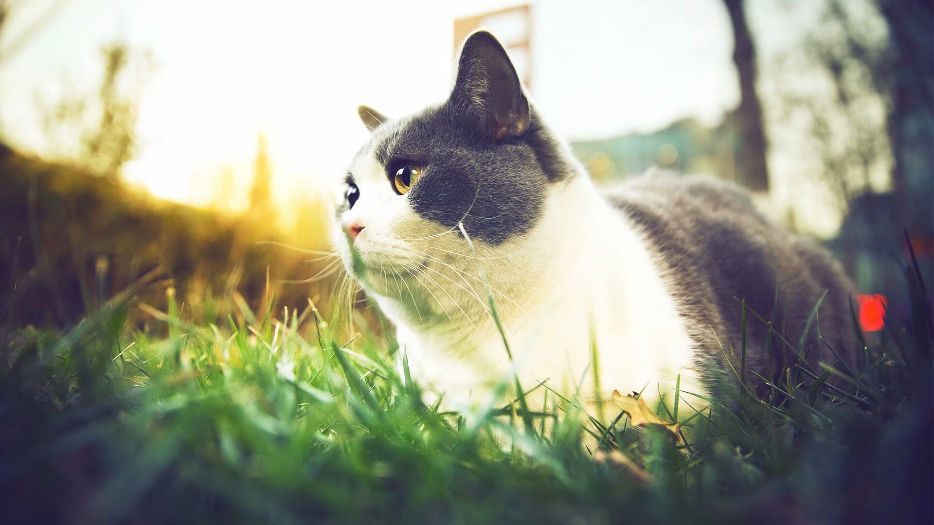 英雄联盟冠军皮肤设计曝光粉丝期待值拉满,英雄联盟所有冠军系列皮肤