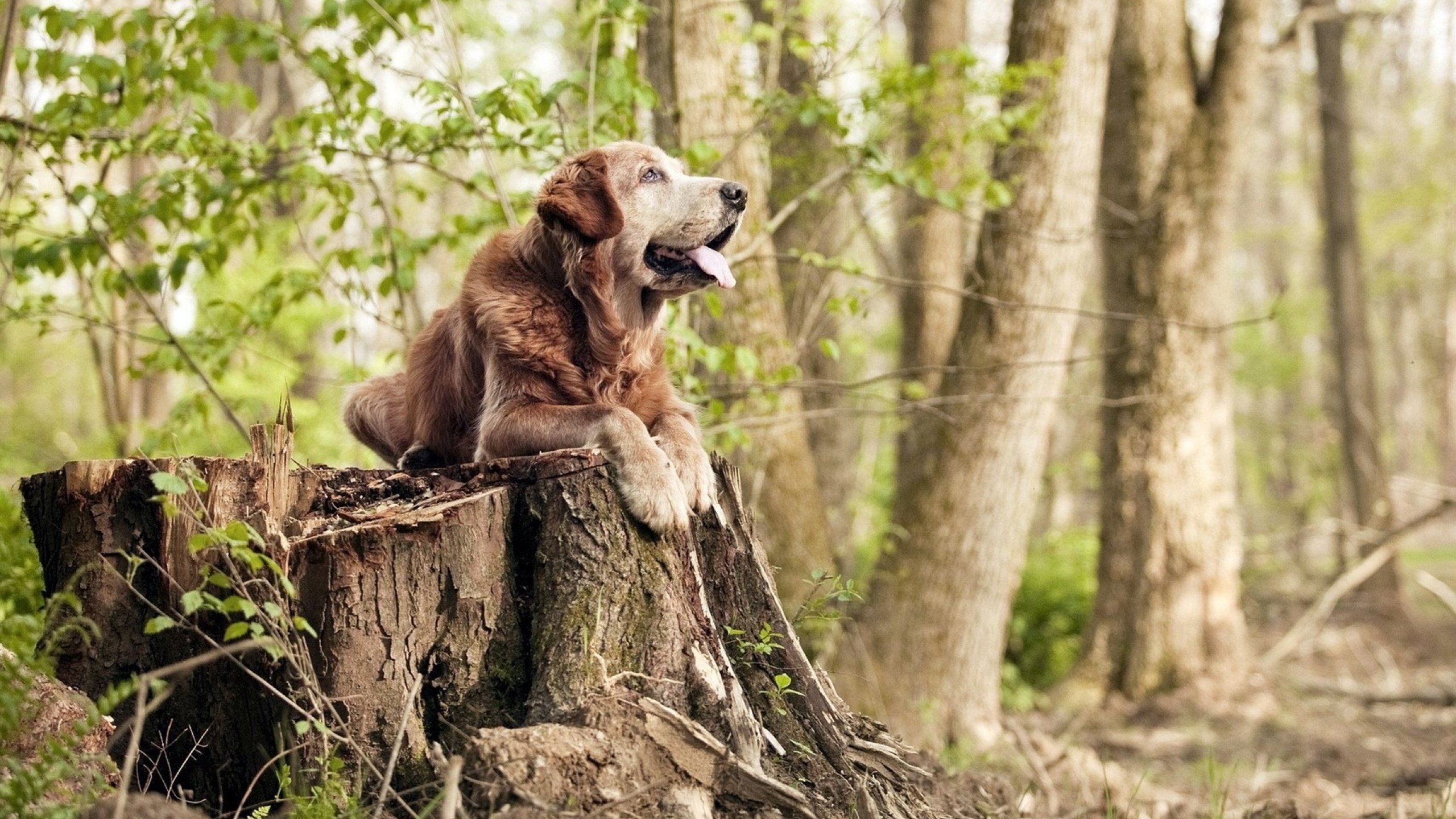 青少年马拉松挑战赛成都站热力开跑,成都 马拉松