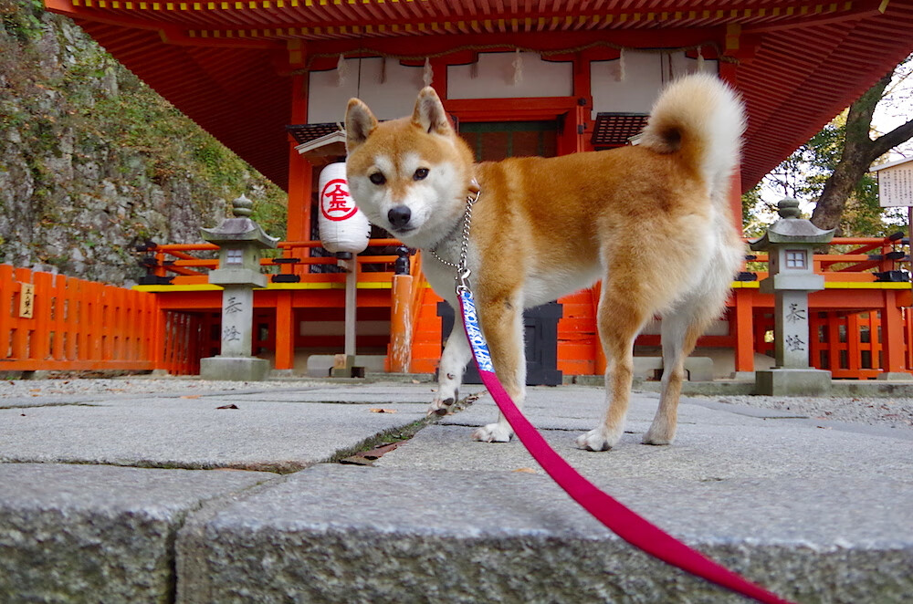 中国女排主攻手连续得分成取胜关键,中国女排主攻手是谁
