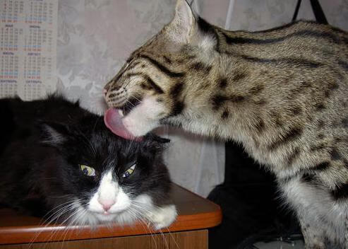 熊猫体育app官网-中国足球俱乐部与高校合作共建青训基地，中国足球青训营