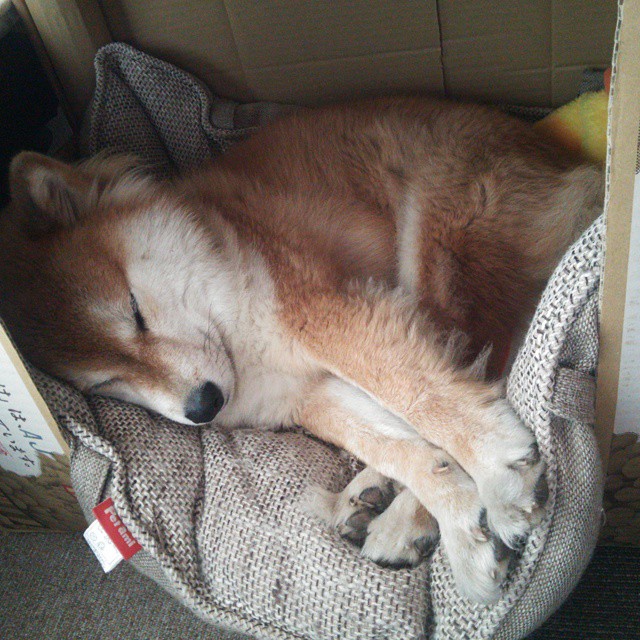 伯科夫泳姿优雅,动作精准,伯纳科夫