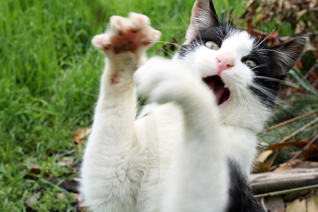 熊猫体育入口-南非羚羊队的球员：每个位置都具备极高的竞技水平和战术意识，南非大羚羊主要分布哪里