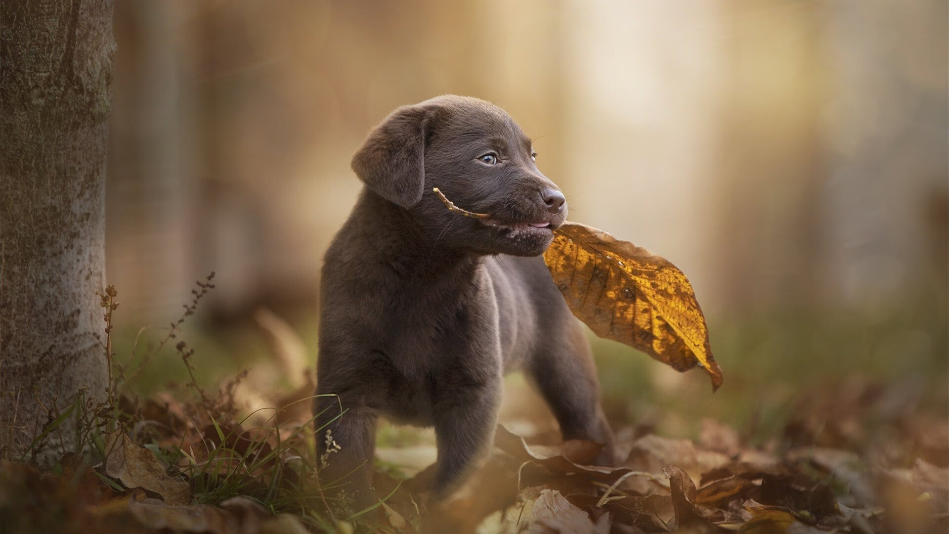 张伟丽拼尽全力艰难取胜格斗冠军赛，张伟丽一场比赛格斗能挣多少钱