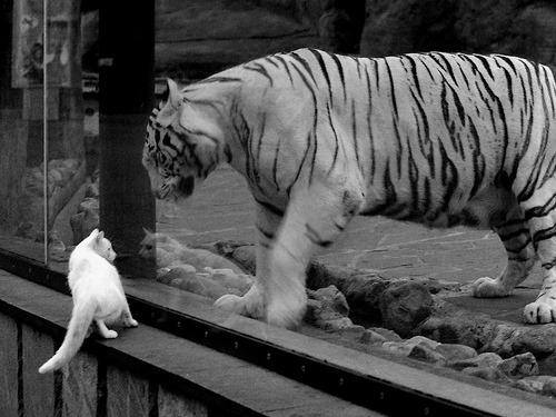 张伟丽拼尽全力艰难取胜格斗冠军赛,张伟丽一场比赛格斗能挣多少钱