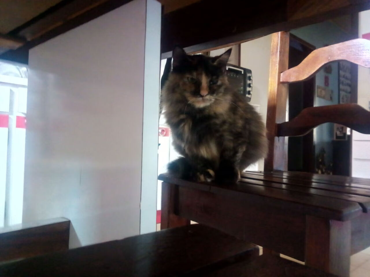 张雨霏赛前完成高强度心肺训练,张雨霏单日80分钟勇夺两金 与队友一起打破世界纪录