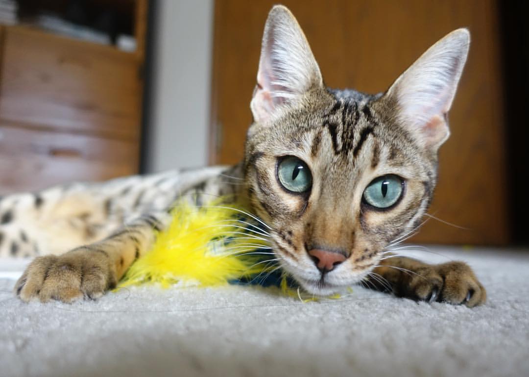 朱婷训练场上鼓励年轻替补队员,朱婷刻苦训练